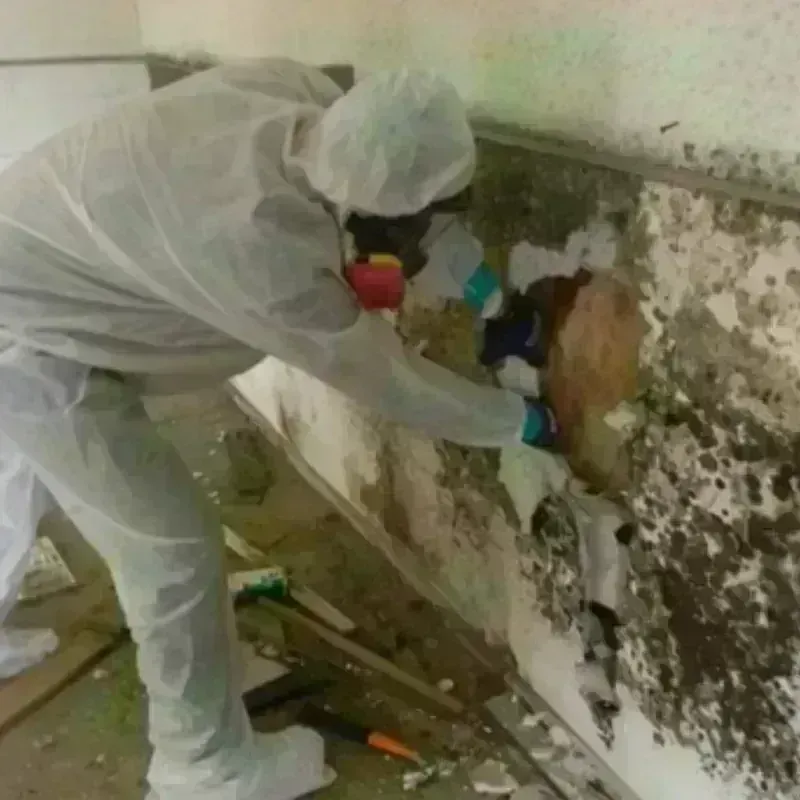 Mold Remediation and Removal in Benwood, WV